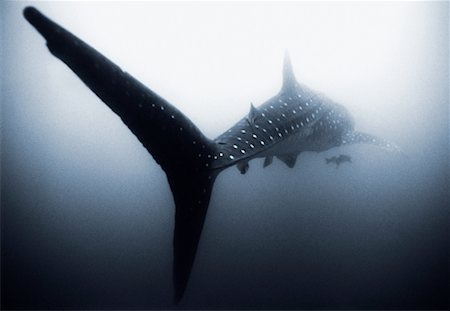 Whale Shark Stock Photo - Rights-Managed, Code: 700-00156271