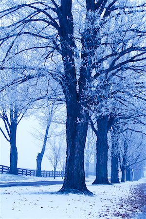 snowy road tree line - Winter Scene Stock Photo - Rights-Managed, Code: 700-00156386