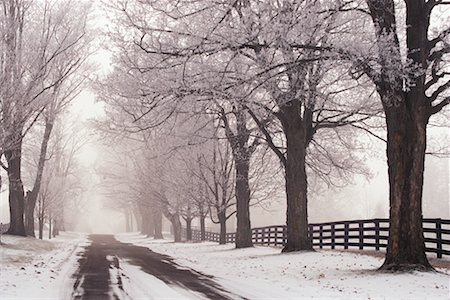 snowy road tree line - Winter Scene Stock Photo - Rights-Managed, Code: 700-00156393