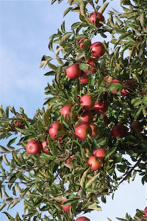 simsearch:700-06512686,k - Apple Tree Stock Photo - Rights-Managed, Code: 700-00157579