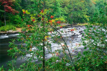 rivière oxtongue - Rapides de la rivière en forêt Photographie de stock - Rights-Managed, Code: 700-00157717