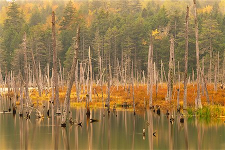 parco nazionale di fundy - Beaver Pond by Forest Fotografie stock - Rights-Managed, Codice: 700-00157728