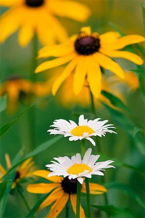 rudbeckia - Close-Up of Wildflowers Stock Photo - Rights-Managed, Code: 700-00157734