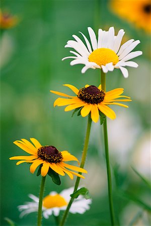 rudbeckia - Close-Up of Wildflowers Stock Photo - Rights-Managed, Code: 700-00157735