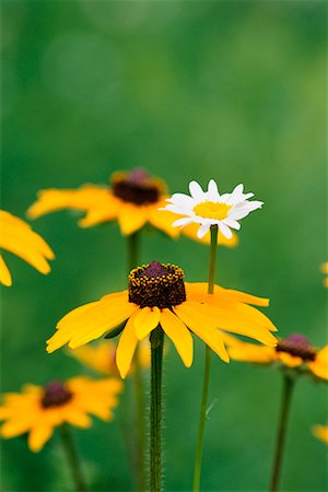 rudbeckia fulgida - Nahaufnahme der Wildblumen Stockbilder - Lizenzpflichtiges, Bildnummer: 700-00157736