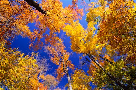 fall foliage in quebec - Trees of Forest from Below Stock Photo - Rights-Managed, Code: 700-00157733