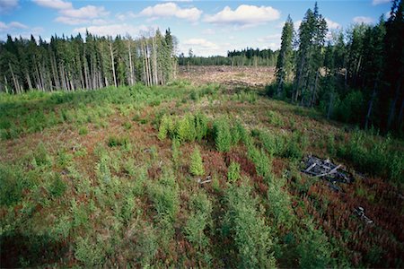 Clearcut Forest with New Saplings Stock Photo - Rights-Managed, Code: 700-00157742