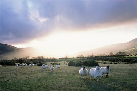 View of Glenarrif with Sheep Northern Ireland Fotografie stock - Rights-Managed, Codice: 700-00157969