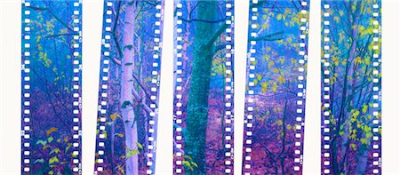 daryl benson usa - Forest Through Film Strips Great Smoky Mountains Tennessee, U.S.A Stock Photo - Rights-Managed, Code: 700-00157978