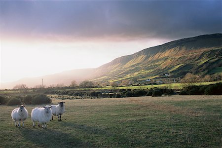 View of Glenarrif with Sheep Northern Ireland Fotografie stock - Rights-Managed, Codice: 700-00157970