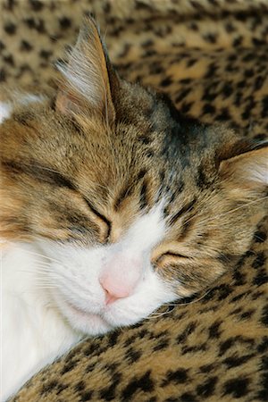 Sleeping Cat Stock Photo - Rights-Managed, Code: 700-00158048