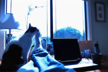 Feet on Desk with Cat in Home Office Foto de stock - Con derechos protegidos, Código: 700-00158223