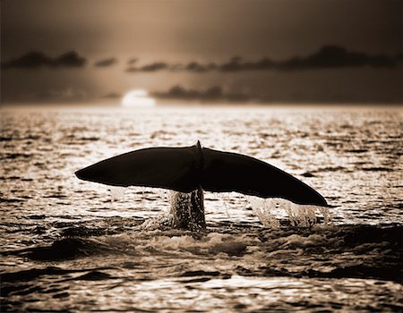 sunset whale tail - Sperm Whales Tail Stock Photo - Rights-Managed, Code: 700-00158233