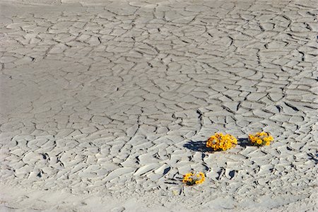 fango arido - Daisies Growing in Dry Mud Namaqualand, South Africa Africa Fotografie stock - Rights-Managed, Codice: 700-00158339