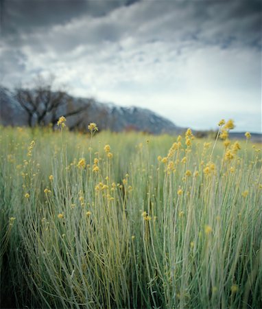 Gros plan de fleurs sauvages Photographie de stock - Rights-Managed, Code: 700-00158450