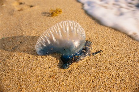 portuguese man-of-war - Beached Jellyfish Stock Photo - Rights-Managed, Code: 700-00158859