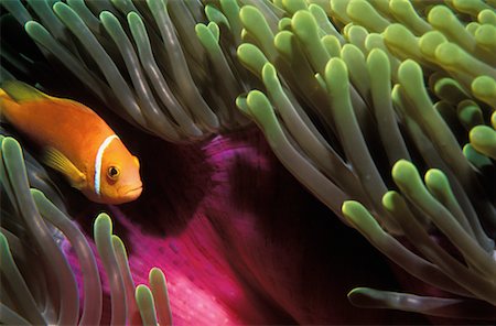 simsearch:625-01745413,k - Poisson clown anémone Maledives Photographie de stock - Rights-Managed, Code: 700-00158919