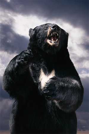 angry black bear