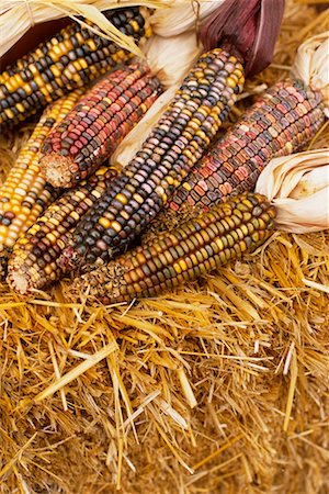 simsearch:700-00543669,k - Close-Up of Corn in Autumn Foto de stock - Direito Controlado, Número: 700-00159063