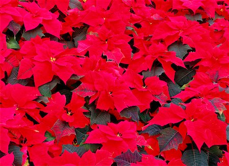 simsearch:700-00028083,k - Poinsettia Photographie de stock - Rights-Managed, Code: 700-00159271