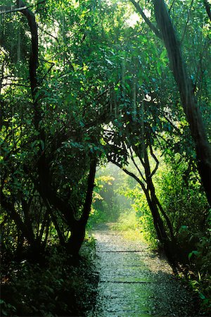 Sun Shower Stock Photo - Rights-Managed, Code: 700-00159533