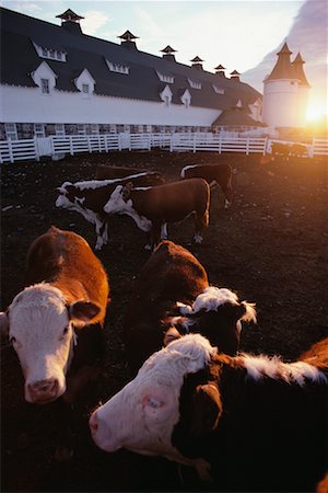 saskatchewan cattle farm - Cows on a Farm Stock Photo - Rights-Managed, Code: 700-00159552