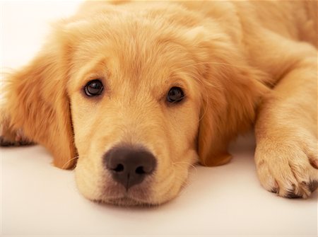 Golden Retriever Puppy Stock Photo - Rights-Managed, Code: 700-00159665