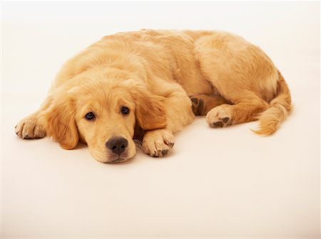 Golden Retriever Puppy Stock Photo - Rights-Managed, Code: 700-00159668