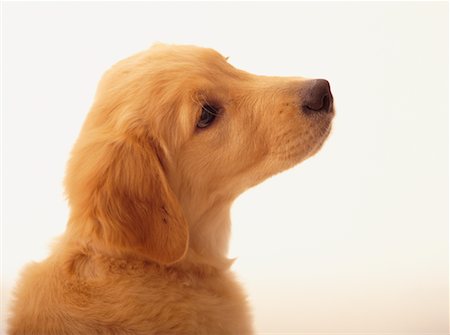 simsearch:700-01606909,k - Golden Retriever Puppy Photographie de stock - Rights-Managed, Code: 700-00159671