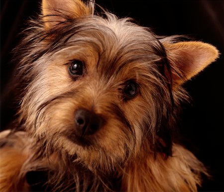 simsearch:700-00076413,k - Silky Terrier Puppy Photographie de stock - Rights-Managed, Code: 700-00159684