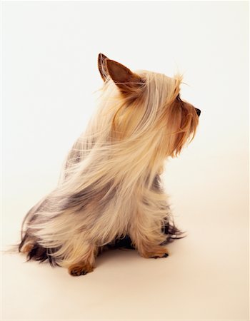 simsearch:700-01606909,k - Silky Terrier Puppy Photographie de stock - Rights-Managed, Code: 700-00159686