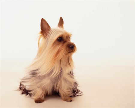 simsearch:700-01606909,k - Silky Terrier Puppy Photographie de stock - Rights-Managed, Code: 700-00159687