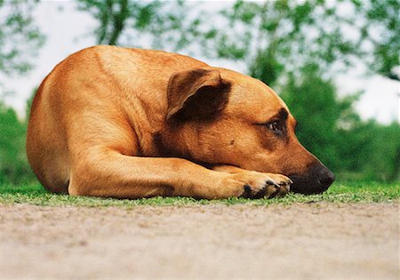 simsearch:700-00195387,k - Dog Lying Outdoors Stock Photo - Rights-Managed, Code: 700-00159908