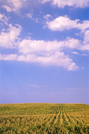 simsearch:700-00035467,k - Corn Field Stock Photo - Rights-Managed, Code: 700-00150075