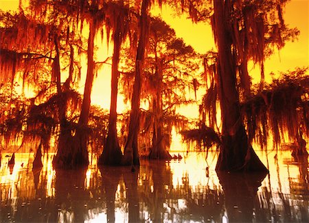 Cypress Trees in Swamp Stock Photo - Rights-Managed, Code: 700-00150134