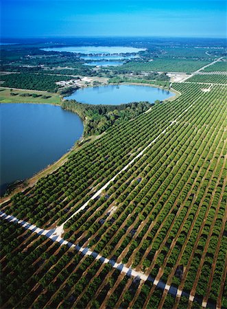 florida orange groves - Aerial of Orange Grove, Lake Wales, Florida, USA Stock Photo - Rights-Managed, Code: 700-00150157