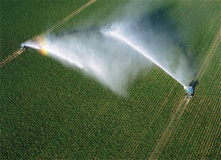 potato land - Potato Field Being Irrigated, Homestead, Florida, USA Stock Photo - Rights-Managed, Code: 700-00150175