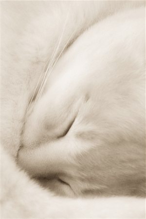 simsearch:600-01955913,k - Sleeping Cat Stock Photo - Rights-Managed, Code: 700-00150492