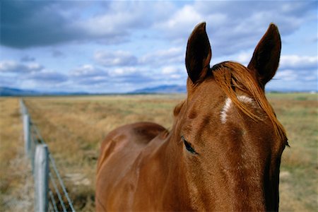 Horse Stock Photo - Rights-Managed, Code: 700-00150595