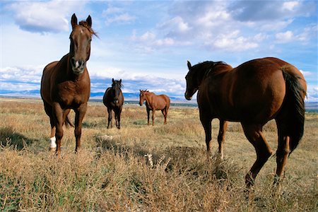 Four Horses Stock Photo - Rights-Managed, Code: 700-00150596