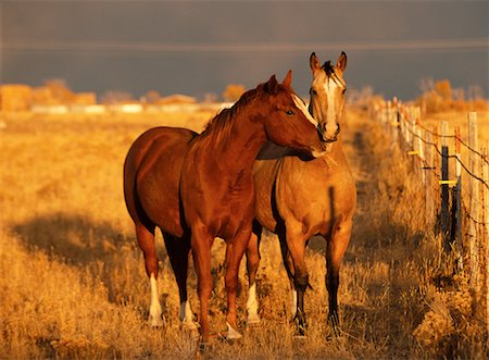 Horses Stock Photo - Rights-Managed, Code: 700-00150593