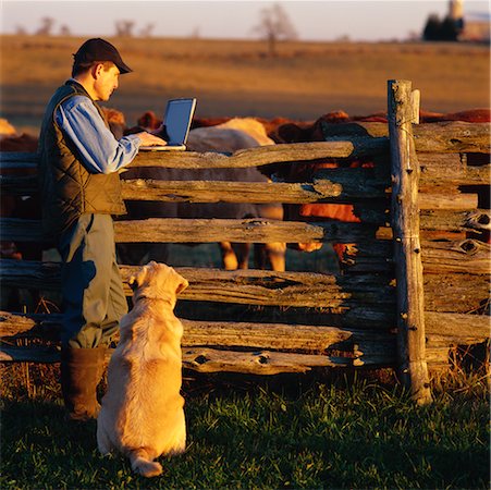 Farmer Using Laptop Stock Photo - Rights-Managed, Code: 700-00150872