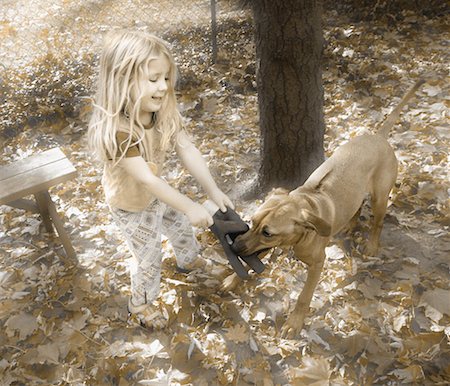 simsearch:700-00098404,k - Girl Playing With Dog Fotografie stock - Rights-Managed, Codice: 700-00150891