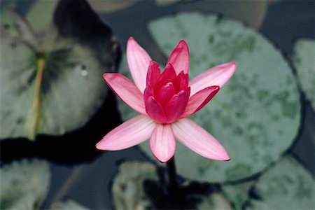 simsearch:700-02798076,k - Water Lily Vietnam Stock Photo - Rights-Managed, Code: 700-00151806