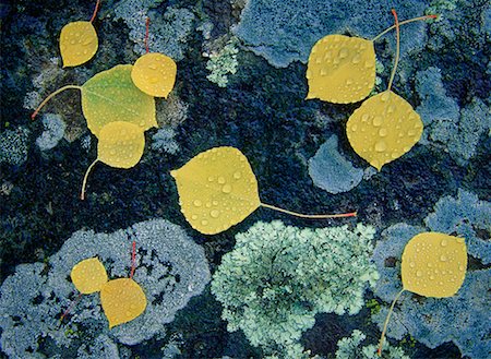 fall aspen leaves - Autumn Leaves and Lichen Stock Photo - Rights-Managed, Code: 700-00152025