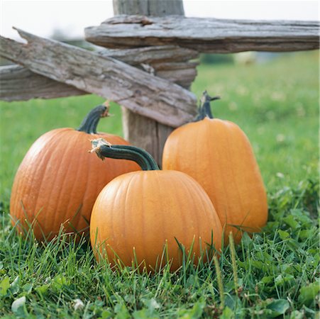 simsearch:700-00099882,k - Pumpkins Stock Photo - Rights-Managed, Code: 700-00152268