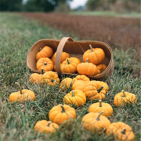 Pumpkins Fotografie stock - Rights-Managed, Codice: 700-00152269
