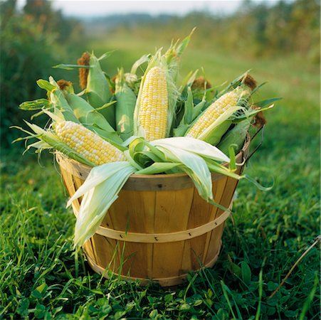 Corn Cobs Fotografie stock - Rights-Managed, Codice: 700-00152274