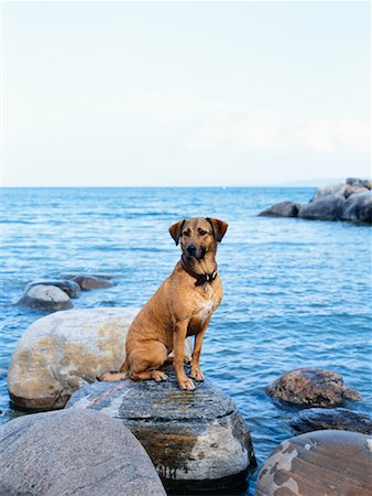 Dog at the Waterfront Fotografie stock - Rights-Managed, Codice: 700-00152275