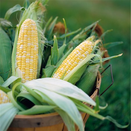 Corn Cobs Fotografie stock - Rights-Managed, Codice: 700-00152272